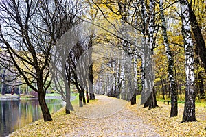 Autumn forest park. Russia