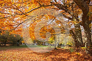 Autumn forest in the park with yellow and red trees