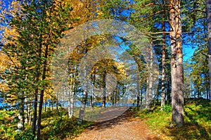 Autumn forest path