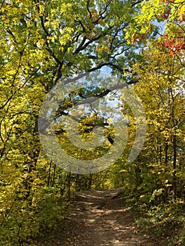 Autumn Forest Path