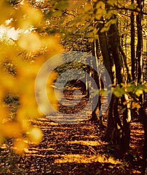 Autumn forest path