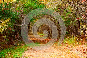 Autumn forest path