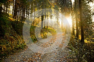 Autunno foresta la strada 