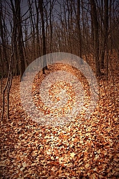 Autumn forest path