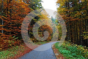 Autumn forest path