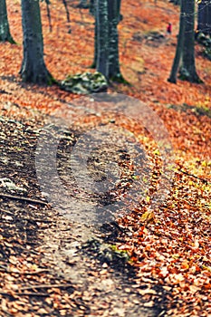 Autumn forest path