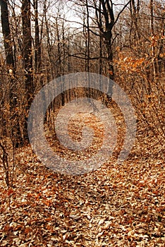 Autumn forest path