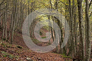 Autumn forest path