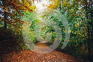 Autumn forest path