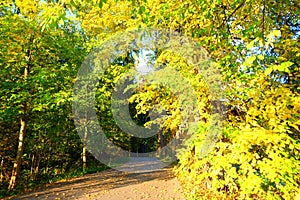 Autumn forest path