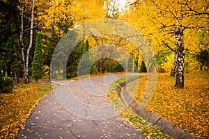 Autumn forest path