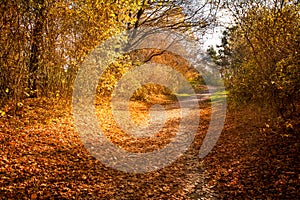 Autumn forest path