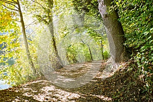 Autumn forest path