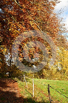 Autumn Forest Path fall colorfull way road trekking germany odenwald