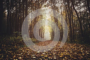 Autumn forest path with fallen leaves