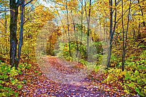 Autumn Forest Path with Fallen Leaves in Michigan - Eye-Level Perspective