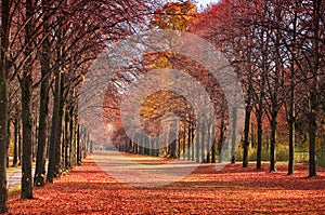 Autunno foresta la strada 