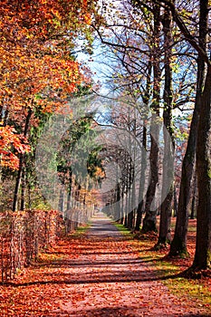 Autumn forest path