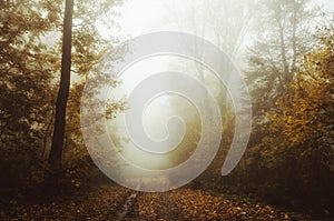 Autumn forest path through the fog