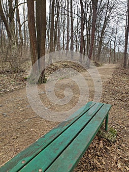 Autumn forest with path and green bench