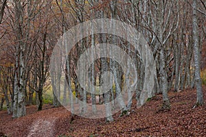 Autumn forest path in the natural reserve of San Vicino Mountain