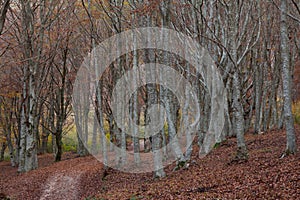 Autumn forest path in the natural reserve of San Vicino Mountain photo
