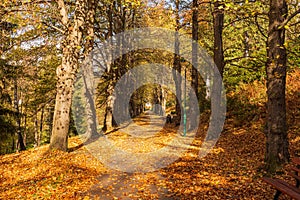 Autumn forest path. Orange color tree, red brown maple leaves in fall city park. Nature scene in sunset fog Wood in scenic scenery