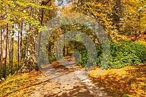 Autumn forest path. Orange color tree, red brown maple leaves in fall city park. Nature scene in sunset fog Wood in scenic scenery