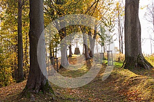 Autumn forest path. Orange color tree, red brown maple leaves in fall city park. Nature scene in sunset fog Wood in scenic scenery