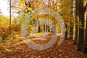 Autumn forest path. Orange color tree, red brown maple leaves in fall city park. Nature scene in sunset fog Wood in scenic scenery