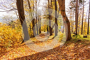 Autumn forest path. Orange color tree, red brown maple leaves in fall city park. Nature scene in sunset fog Wood in scenic scenery