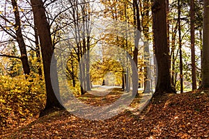 Autumn forest path. Orange color tree, red brown maple leaves in fall city park. Nature scene in sunset fog Wood in scenic scenery