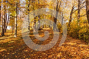 Autumn forest path. Orange color tree, red brown maple leaves in fall city park. Nature scene in sunset fog Wood in scenic scenery