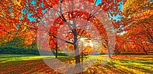 Autumn forest path. Orange color tree, red brown oak leaves in fall city park. Nature scene in sunset fog Wood in scenic