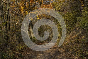 Autumn forest path in sunny day