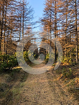 Autumn forest path at sunset