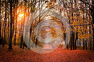 Autumn forest path in sunset