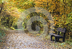 Autumn forest path with wood bench