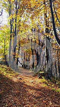 Autumn forest pathway