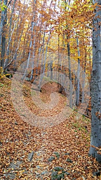 Autumn forest pathway