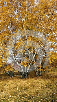 Autumn forest pathway