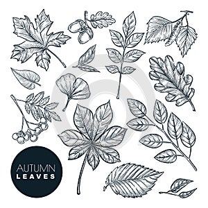 Autumn forest plants and leaves set, isolated on white background. Vector hand drawn sketch illustration