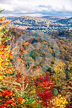 Autumn forest in the province of Quebec