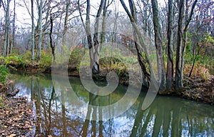 Autumn forest in a public park, old trees growing along a small river falling into the water, NJ