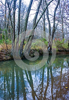 Autumn forest in a public park, old trees growing along a small river falling into the water, NJ