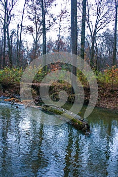 Autumn forest in a public park, old trees growing along a small river falling into the water, NJ