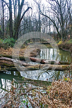 Autumn forest in a public park, old trees growing along a small river falling into the water, NJ