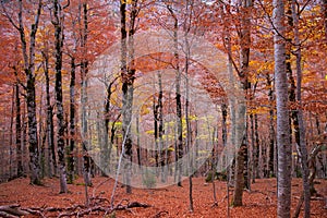 Autumn forest in Pyrenees Valle de Ordesa Huesca Spain