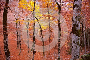 Autumn forest in Pyrenees Valle de Ordesa Huesca Spain photo