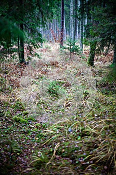 Autumn forest after the rain with wet foliage and shallow depth